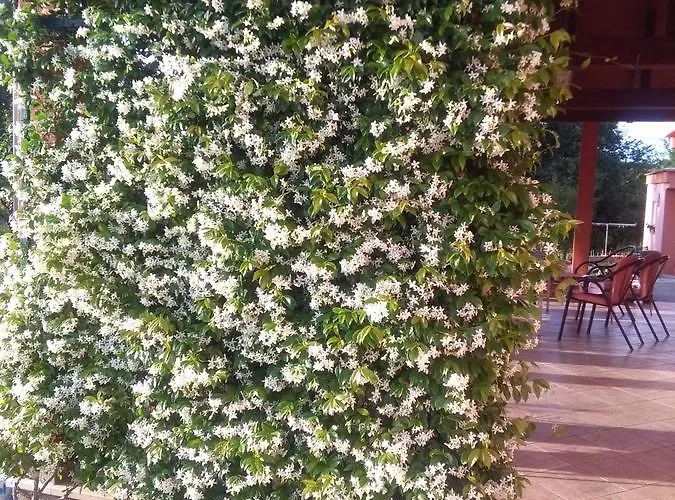 Alojamento de Acomodação e Pequeno-almoço Jelena